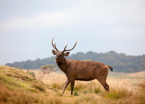 Wildlife Paradise